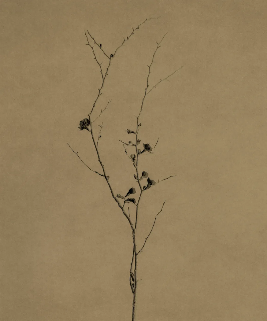 Biophilia0698 kopier